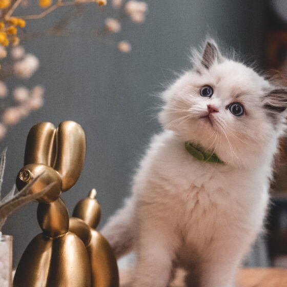 我想過得比去年好一點